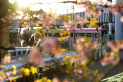 河津桜の光の奥に...ピンクリボン号