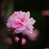 開花した花桃にウインクされたら素通りできないね… ③