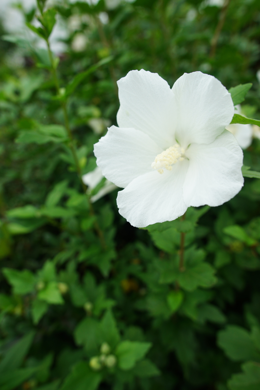夏の朝ぶら 2016 7/16 DSC05907