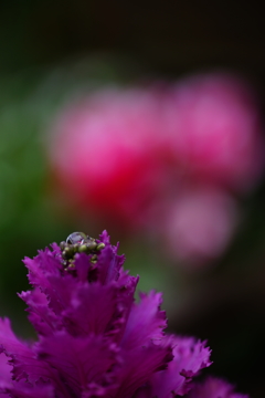 雫 2016 3/21 DSC06961