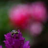 雫 2016 3/21 DSC06961