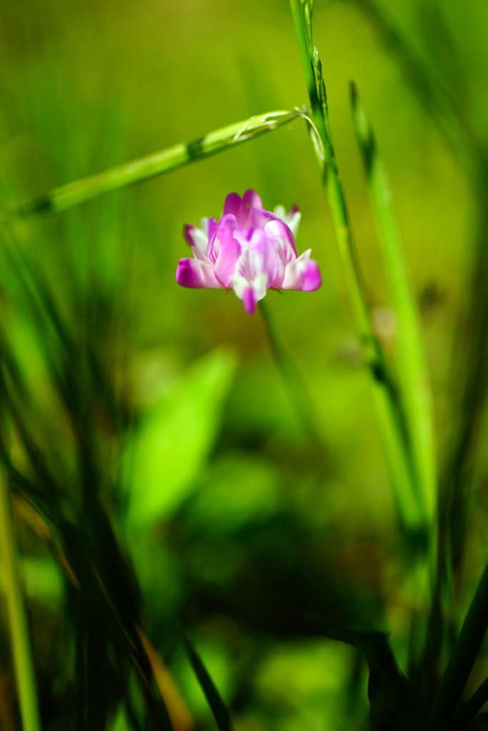 やっと君に会えた…蓮華草 ②