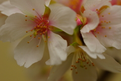 玉縄桜 ⑤