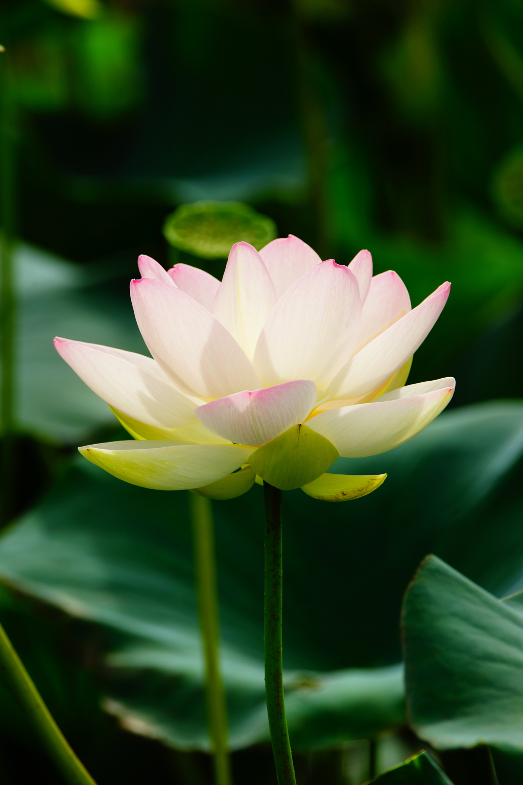 舞妃蓮 朝ぶら 2016 7/3  DSC05201