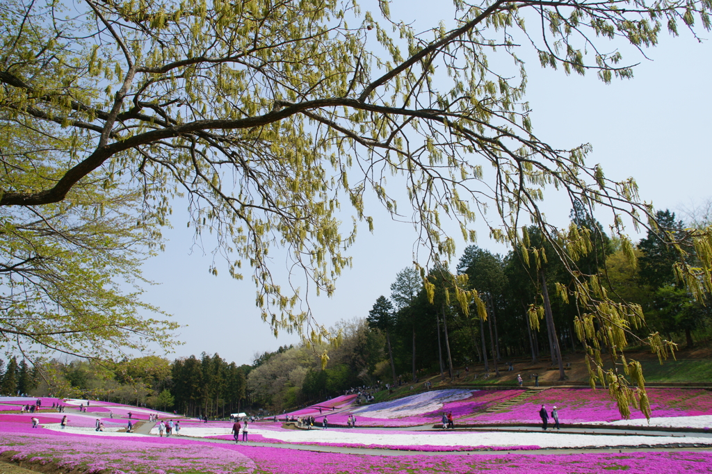 秩父 羊山公園　芝桜まつり2016 DSC04693