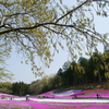 秩父 羊山公園　芝桜まつり2016 DSC04693