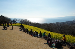 吾妻山 菜の花 ウォッチング 2016 1/9 DSC04325