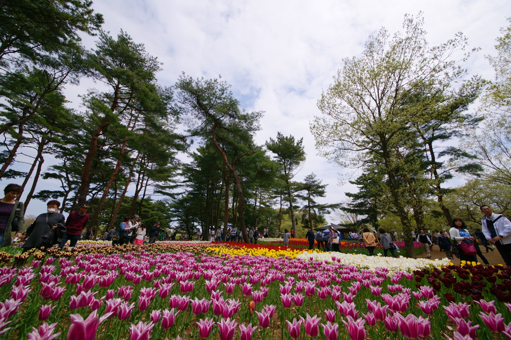 いざ、国営ひたち海浜公園 2016 4/23 DSC05576