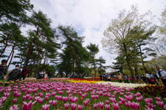 いざ、国営ひたち海浜公園 2016 4/23 DSC05576