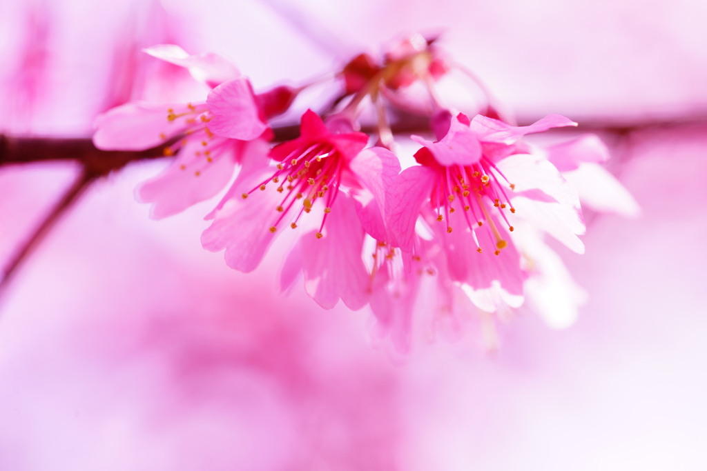 春色～オカメ桜～⑤