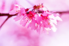 春色～オカメ桜～⑤