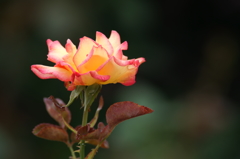 雨上がりの花菜ガーデンにて 6/27 DSC01665