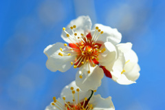 青空に映える日の丸カラー…白梅花 ④