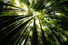 竹林の世界～報国寺～⑪