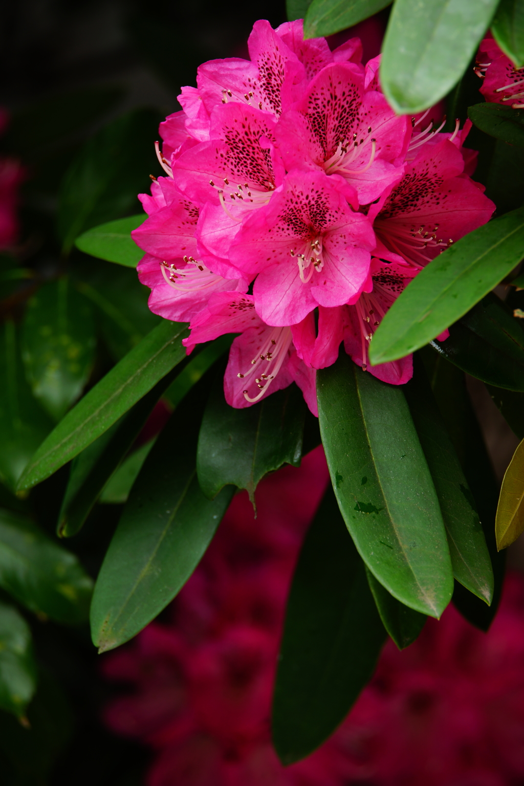 北鎌倉 ぶら散歩 2016 4/10 DSC08561