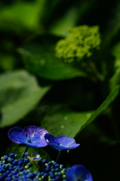 雨上がりの紫陽花 ③
