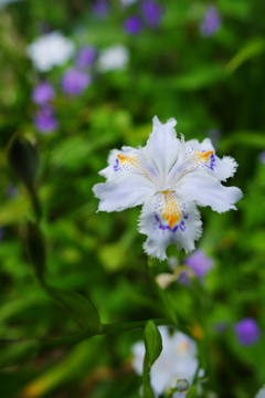 北鎌倉 ぶら散歩 2016 4/10 DSC04509