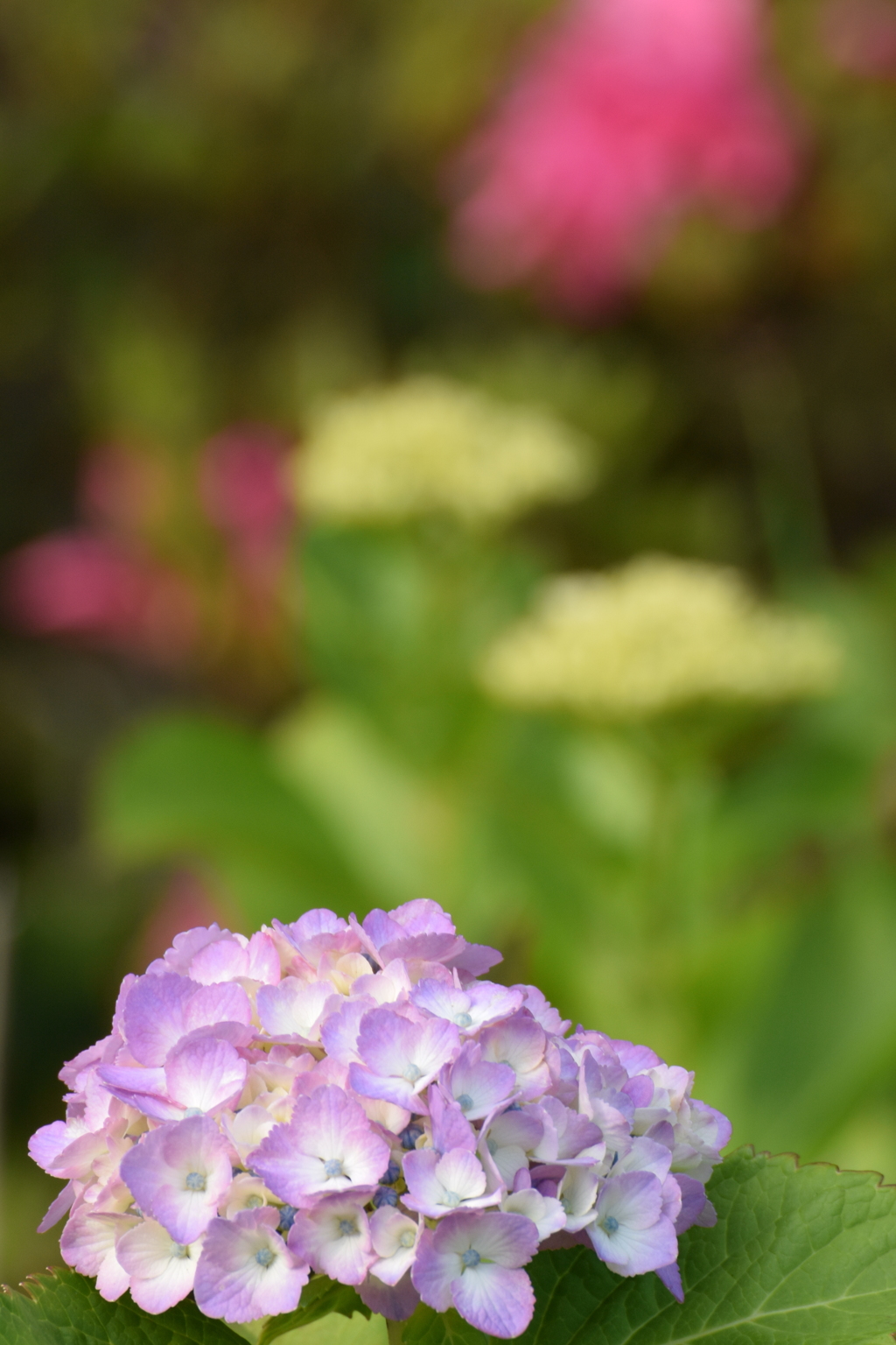 ちょっぴり新林公園 2016 6/1 DSC_2695