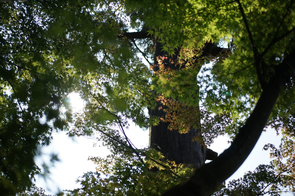 ぶら散歩円覚寺 2015 10/24 DSC00755