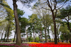 いざ、国営ひたち海浜公園 2016 4/23 DSC05671