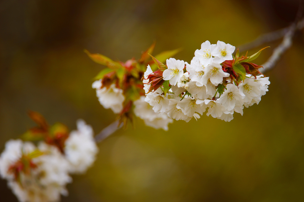 ぶらっと広町へ～桜～④