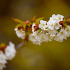 ぶらっと広町へ～桜～④