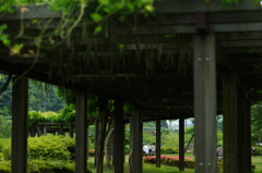 藤棚 来春を楽しみに 引地川親水公園 2016 5/28  DSC03309