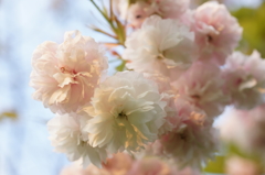 八重桜 2016 4/20 DSC09046