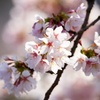 玉縄桜 フラワーセンター大船植物園 2016 2/27 DSC06154