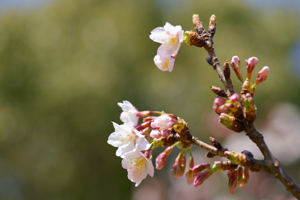 玉縄桜 フラワーセンター大船植物園 2016 2/27 DSC03005