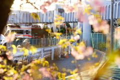 河津桜の光の奥に...