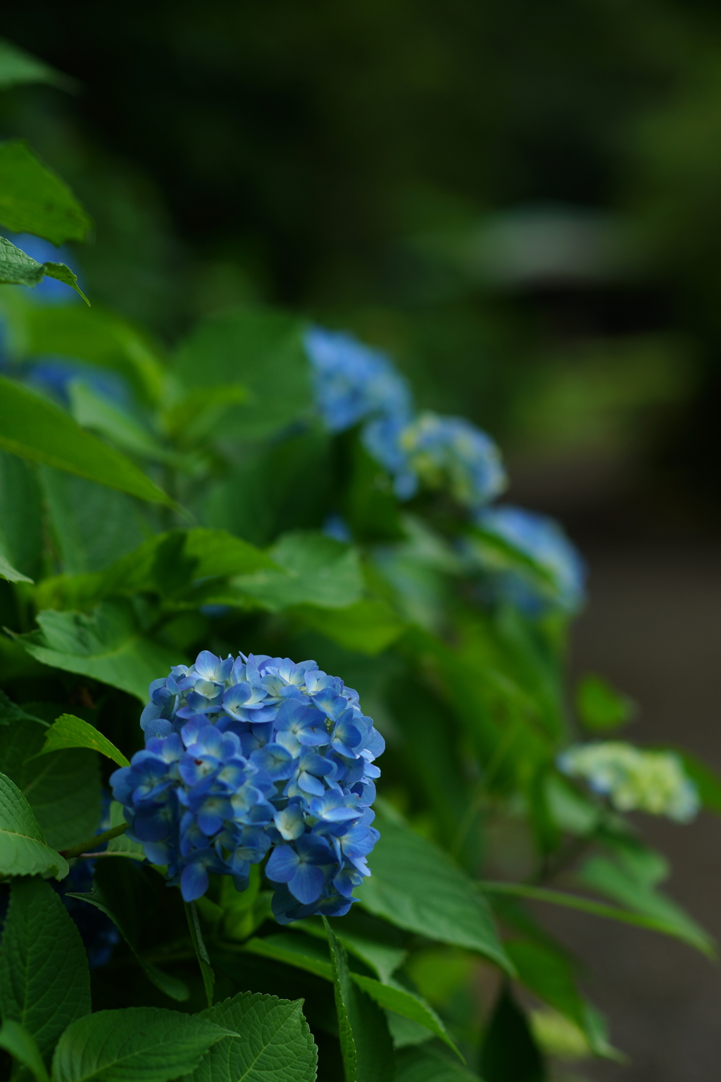 紫陽花ぶら散歩 大庭城址公園 2016 5/28 DSC03166