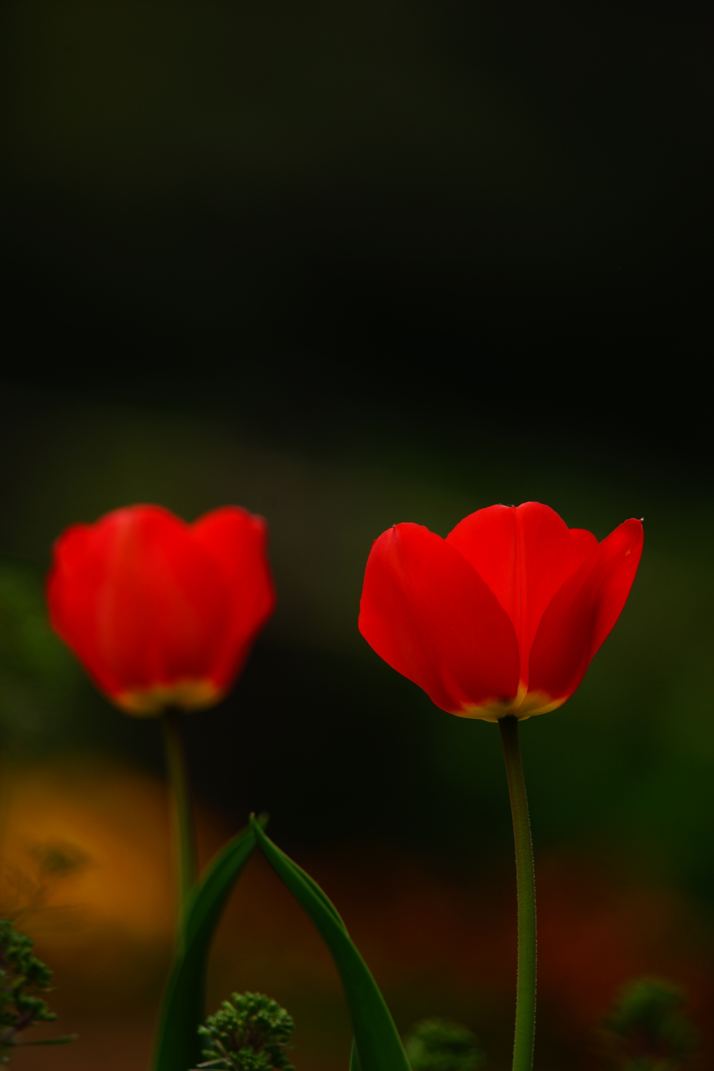 鎌倉中央公園 ハナモモ 2016 4/10 DSC08523