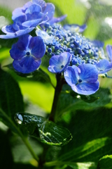 霧雨の似合う紫陽花 ②