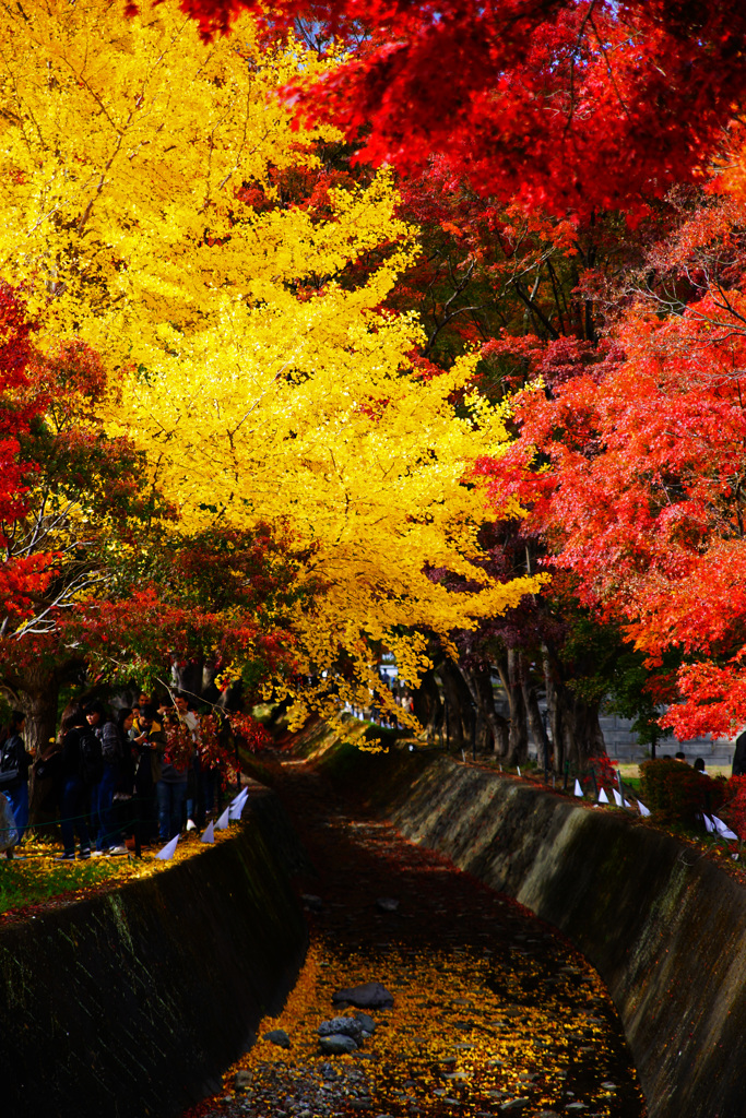 河口湖で紅葉狩り～もみじ回廊 ②