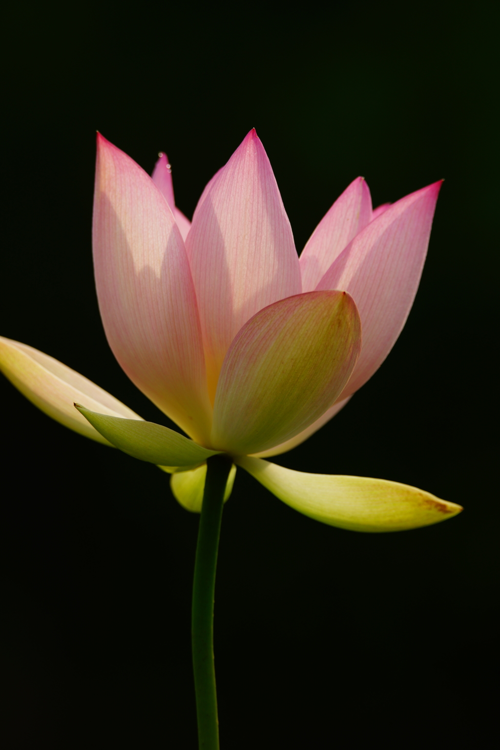 極楽の花開く季節 ⑦