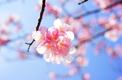 河津桜 白浜桜の里 2016 2/11 DSC05510