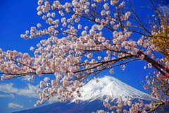 みんな桜と富士山が好き…