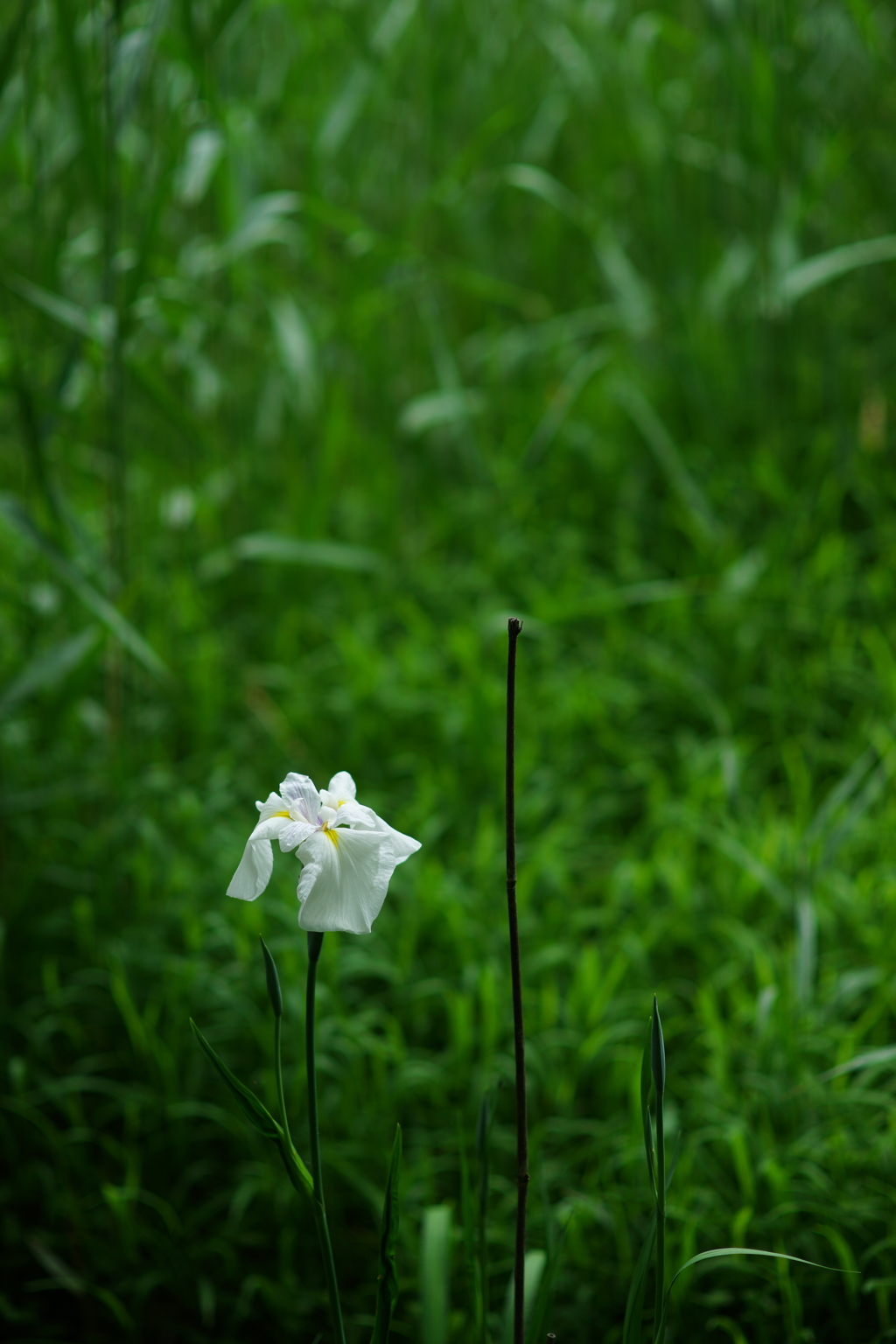 谷戸の花 2016 5/28 DSC03466