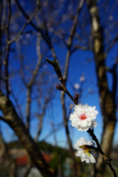 ちょびっと発見 冬桜③