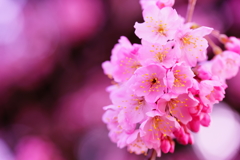 春めき桜...桃色吐息 ⑨