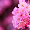 春めき桜...桃色吐息 ⑨