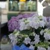紫陽花と江ノ電 藤沢駅にて6/1　PICT2498