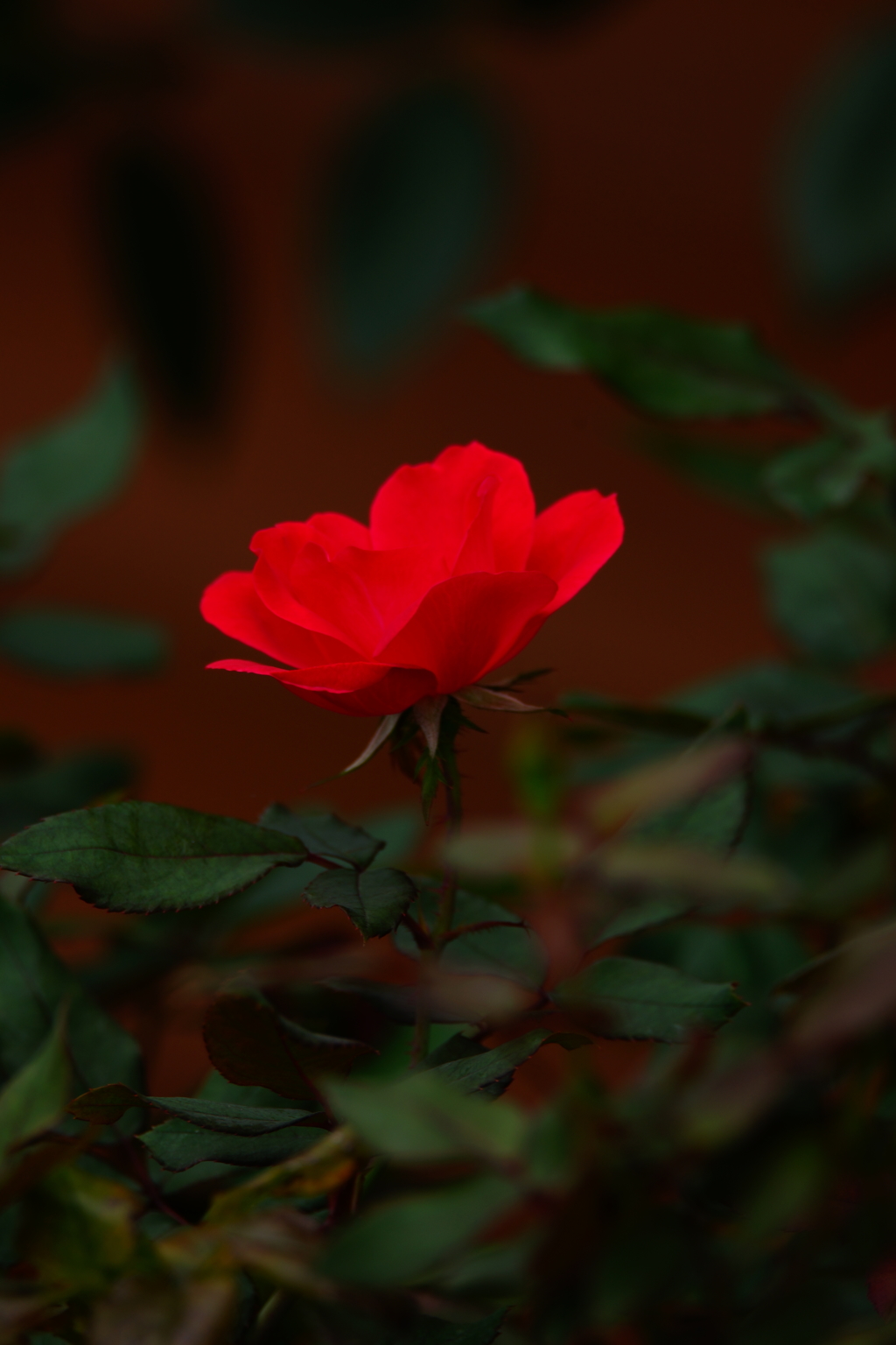 深まる秋～秋薔薇 ノックアウト～