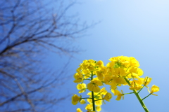 春色～菜の花 ①