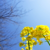 春色～菜の花 ①