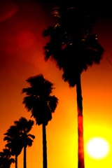 夕陽を浴びる椰子並木～夕景シルエット～