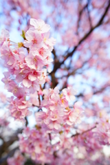 片瀬山の河津桜...満開