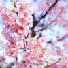 片瀬山の河津桜...満開