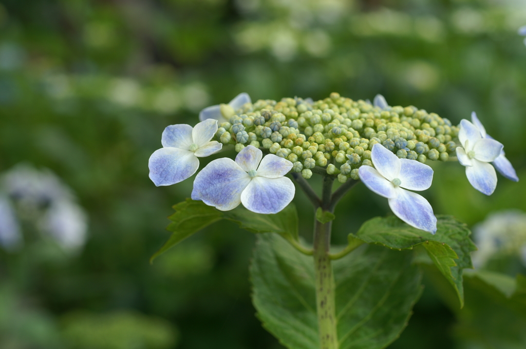 PIC鎌倉　長谷にて①T2013